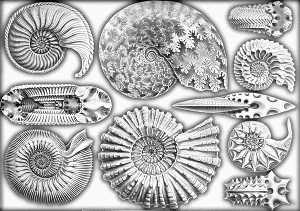 sea fossils